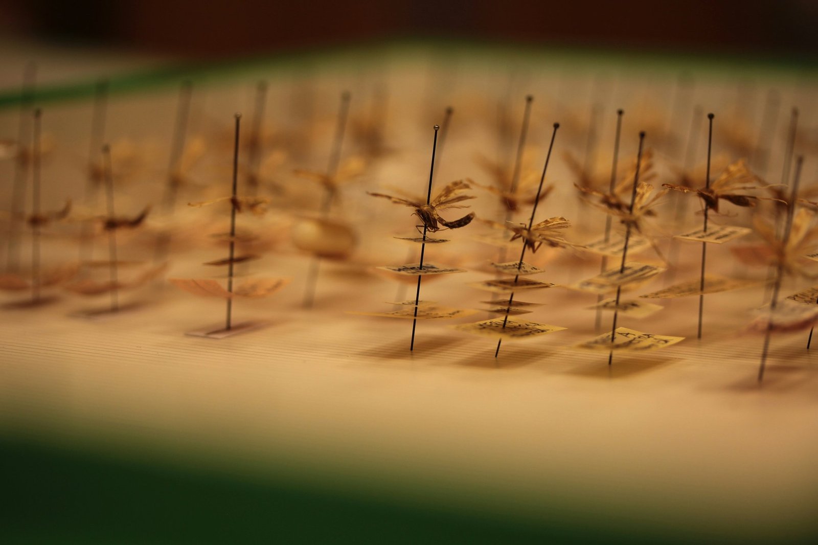 Illustration of acupoints used for reducing cravings