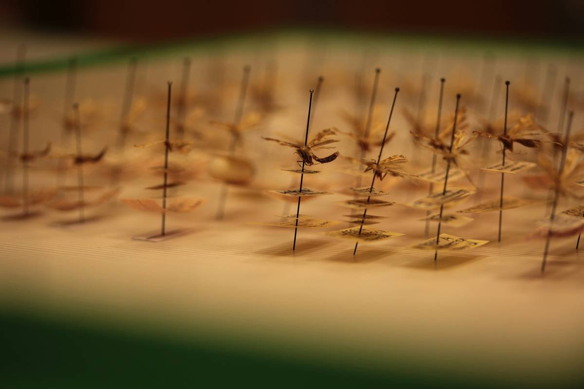 Side-by-side images showing before and after effects of acupuncture treatments on double chin.