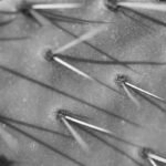 Can Acupuncture for Sugar Balance Really Help with Weight Loss? Discover the Surprising Truth